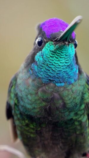 Filipe DeAndrade Instagram - “Avian ninjas with swords attached to their face” - @filipe_deandrade 🥷🗡️
Hummingbirds, the enchanting jewels of the avian world, reveal a mesmerizing variety of species in the breathtaking landscapes of Costa Rica. These tiny powerhouses play a crucial role in our ecosystems, their presence reverberating far beyond their size. As we recently launched “The Hummingbird Effect” on @PBSNature and @terramater, I am delighted to share their captivating stories with you.
In Costa Rica, a haven for biodiversity, #Hummingbirds grace the tropical forests with their vibrant plumage and kinetic energy. These remarkable birds, with their unique ability to hover and fly in all directions, are key pollinators, ensuring the reproduction of countless plant species. Their slender bills, specially adapted for accessing nectar, allow them to delve deep into flowers, forming a vital connection between flora and fauna.
“The Hummingbird Effect” (produced by @filipe_deandfrade @coneflower_studios @black.licorice) on @PBSNature provides a window into the extraordinary lives of these feathered wonders, unraveling their remarkable behaviors, epic migrations, and the delicate dance between their survival and our actions. Through this documentary, we gain a deeper understanding of the intricate harmony Hummingbirds bring to our natural world.
By appreciating the beauty and significance of Hummingbirds, we embrace our role as stewards of nature. Let us protect their habitats, foster gardens rich in native plants, and champion conservation efforts to secure a future where these avian ninjas thrive.

#KeepItWild #WorthMoreAlive #StayWild