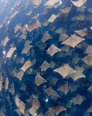Filipe DeAndrade Instagram - Mobula Rays or as I like to call them..."Pelagic Pancakes" - @filipe_deandrade
Mobula Rays, also known as devil rays, gracefully navigate the vast open ocean of Baja California. Belonging to the Manta Ray family, these magnificent creatures captivate with their triangular pectoral fins and streamlined bodies, perfectly adapted for life in the water. With a wingspan that can reach up to 23 feet (7 meters), they effortlessly glide through the depths, showcasing their remarkable agility.
#MobulaRays play an important role in marine ecosystems, feeding on plankton and small fish, thus maintaining a delicate balance. They are highly social animals, often found in aggregations or schools, creating a sense of community as they journey through the vast ocean.
To safeguard Mobula Rays and their vital habitat in Baja California, we can take meaningful actions. Supporting local conservation initiatives and organizations dedicated to marine protection is a crucial step. I worked with @nakaweproject and @marvivo.earth to capture this image. By spreading awareness about the importance of Mobula Rays and their role in maintaining healthy oceans, we can inspire others to join our cause.
Reducing our own environmental impact is essential. Practicing responsible tourism, minimizing plastic waste, and supporting sustainable fishing practices all contribute to the preservation of Mobula Rays' fragile ecosystem. By creating a legacy of conservation, we ensure a future where these magnificent beings thrive.

#KeepItWild #WorthMoreAlive #StayWild