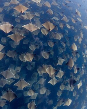 Filipe DeAndrade Instagram - Mobula Rays or as I like to call them..."Pelagic Pancakes" - @filipe_deandrade
Mobula Rays, also known as devil rays, gracefully navigate the vast open ocean of Baja California. Belonging to the Manta Ray family, these magnificent creatures captivate with their triangular pectoral fins and streamlined bodies, perfectly adapted for life in the water. With a wingspan that can reach up to 23 feet (7 meters), they effortlessly glide through the depths, showcasing their remarkable agility.
#MobulaRays play an important role in marine ecosystems, feeding on plankton and small fish, thus maintaining a delicate balance. They are highly social animals, often found in aggregations or schools, creating a sense of community as they journey through the vast ocean.
To safeguard Mobula Rays and their vital habitat in Baja California, we can take meaningful actions. Supporting local conservation initiatives and organizations dedicated to marine protection is a crucial step. I worked with @nakaweproject and @marvivo.earth to capture this image. By spreading awareness about the importance of Mobula Rays and their role in maintaining healthy oceans, we can inspire others to join our cause.
Reducing our own environmental impact is essential. Practicing responsible tourism, minimizing plastic waste, and supporting sustainable fishing practices all contribute to the preservation of Mobula Rays' fragile ecosystem. By creating a legacy of conservation, we ensure a future where these magnificent beings thrive.

#KeepItWild #WorthMoreAlive #StayWild