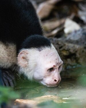 Filipe DeAndrade Instagram - We so often speak about the importance of water, but very much related to our own species… humanity! How often do we consider our wild animal friends when it comes to the preservation of fresh water body’s for their survival? 

Water is the lifeline that sustains diverse ecosystems, providing hydration for animals and supporting flourishing vegetation.

Protecting one single species is incredibly complex as complex as the interwoven net of life itself. 

Yet, I am up for the challenge! Are you? 

#KeepItWild
