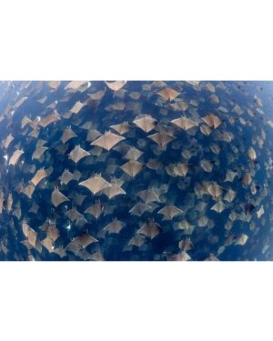 Filipe DeAndrade Instagram - Mobula Rays or as I like to call them..."Pelagic Pancakes" - @filipe_deandrade
Mobula Rays, also known as devil rays, gracefully navigate the vast open ocean of Baja California. Belonging to the Manta Ray family, these magnificent creatures captivate with their triangular pectoral fins and streamlined bodies, perfectly adapted for life in the water. With a wingspan that can reach up to 23 feet (7 meters), they effortlessly glide through the depths, showcasing their remarkable agility.
#MobulaRays play an important role in marine ecosystems, feeding on plankton and small fish, thus maintaining a delicate balance. They are highly social animals, often found in aggregations or schools, creating a sense of community as they journey through the vast ocean.
To safeguard Mobula Rays and their vital habitat in Baja California, we can take meaningful actions. Supporting local conservation initiatives and organizations dedicated to marine protection is a crucial step. I worked with @nakaweproject and @marvivo.earth to capture this image. By spreading awareness about the importance of Mobula Rays and their role in maintaining healthy oceans, we can inspire others to join our cause.
Reducing our own environmental impact is essential. Practicing responsible tourism, minimizing plastic waste, and supporting sustainable fishing practices all contribute to the preservation of Mobula Rays' fragile ecosystem. By creating a legacy of conservation, we ensure a future where these magnificent beings thrive.

#KeepItWild #WorthMoreAlive #StayWild