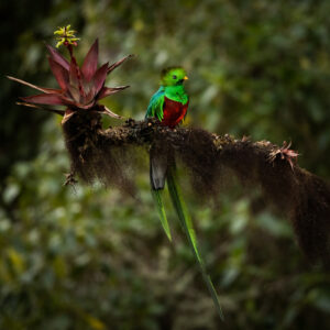 Filipe DeAndrade Instagram - Swipe to explore what I was shooting! These birds are unreal & difficult to catch. Patience is everything to get the shot.

Have you ever seen a resplendent quetzal in its natural habitat? 

#KeepItWild