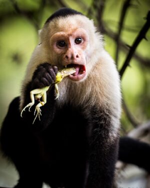 Filipe DeAndrade Instagram - "White-faced Capuchins are pirates." - @filipe_deandrade 🐒🏴‍☠️

Straight #Monkey business for @unbiodiversity takeover week!

Swing into the captivating world of White-faced Capuchin Monkeys in Costa Rica, where we uncover fascinating insights that highlight the remarkable similarities between our species. These intelligent primates exhibit an exceptional range of problem-solving abilities, showcasing their resourcefulness in using tools to extract food and navigate their environment. Their complex social structures reveal intricate bonds and communication systems, reflecting the depth of their social intelligence. Every encounter with these fellow, wild companions of our planet serves as a reminder that there is little that sets us apart. As we observe their expressive faces and witness their behaviors, we are drawn into the profound truth of our shared existence on Earth. Which of these images moves you the most and why?

#KeepItWild #WorthMoreAlive #StayWild