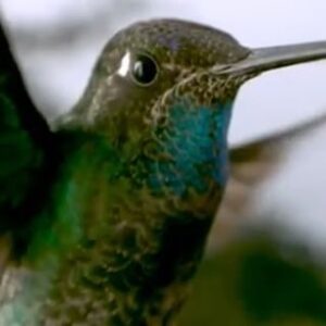 Filipe DeAndrade Instagram - TURN PHONE📱Within the intricate tapestry of life, competition thrives as a universal force. From the animal kingdom to the realm of humanity, the pursuit of resources and success fuels a captivating dance of ambition and resilience. 

What’s your current flower? What gets you out of bed everyday to go behind fiercely? 

#KeepItWild 
Filmed by @brianmoghari and I for @natgeo “Untamed Costa Rica”