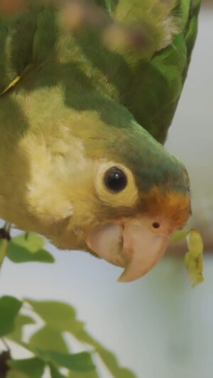 Filipe DeAndrade Instagram - Cage free Orange-fronted Parakeets!