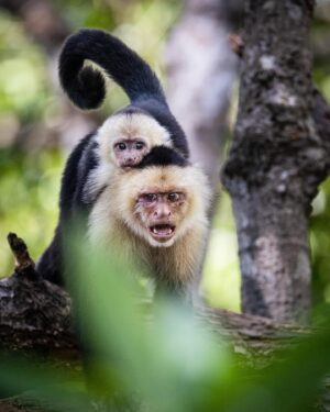 Filipe DeAndrade Instagram - "White-faced Capuchins are pirates." - @filipe_deandrade 🐒🏴‍☠️

Straight #Monkey business for @unbiodiversity takeover week!

Swing into the captivating world of White-faced Capuchin Monkeys in Costa Rica, where we uncover fascinating insights that highlight the remarkable similarities between our species. These intelligent primates exhibit an exceptional range of problem-solving abilities, showcasing their resourcefulness in using tools to extract food and navigate their environment. Their complex social structures reveal intricate bonds and communication systems, reflecting the depth of their social intelligence. Every encounter with these fellow, wild companions of our planet serves as a reminder that there is little that sets us apart. As we observe their expressive faces and witness their behaviors, we are drawn into the profound truth of our shared existence on Earth. Which of these images moves you the most and why?

#KeepItWild #WorthMoreAlive #StayWild