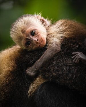 Filipe DeAndrade Instagram - "White-faced Capuchins are pirates." - @filipe_deandrade 🐒🏴‍☠️

Straight #Monkey business for @unbiodiversity takeover week!

Swing into the captivating world of White-faced Capuchin Monkeys in Costa Rica, where we uncover fascinating insights that highlight the remarkable similarities between our species. These intelligent primates exhibit an exceptional range of problem-solving abilities, showcasing their resourcefulness in using tools to extract food and navigate their environment. Their complex social structures reveal intricate bonds and communication systems, reflecting the depth of their social intelligence. Every encounter with these fellow, wild companions of our planet serves as a reminder that there is little that sets us apart. As we observe their expressive faces and witness their behaviors, we are drawn into the profound truth of our shared existence on Earth. Which of these images moves you the most and why?

#KeepItWild #WorthMoreAlive #StayWild
