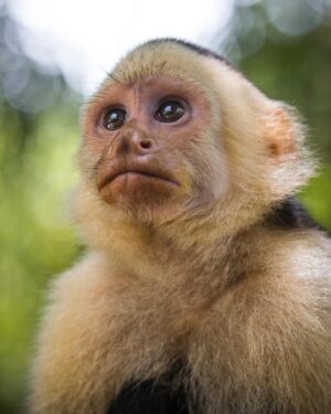 Filipe DeAndrade Instagram - "White-faced Capuchins are pirates." - @filipe_deandrade 🐒🏴‍☠️

Straight #Monkey business for @unbiodiversity takeover week!

Swing into the captivating world of White-faced Capuchin Monkeys in Costa Rica, where we uncover fascinating insights that highlight the remarkable similarities between our species. These intelligent primates exhibit an exceptional range of problem-solving abilities, showcasing their resourcefulness in using tools to extract food and navigate their environment. Their complex social structures reveal intricate bonds and communication systems, reflecting the depth of their social intelligence. Every encounter with these fellow, wild companions of our planet serves as a reminder that there is little that sets us apart. As we observe their expressive faces and witness their behaviors, we are drawn into the profound truth of our shared existence on Earth. Which of these images moves you the most and why?

#KeepItWild #WorthMoreAlive #StayWild