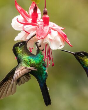 Filipe DeAndrade Instagram - What’s your favorite Hummingbird slide 👇🏽