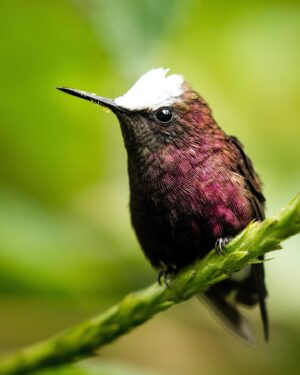 Filipe DeAndrade Instagram - What’s your favorite Hummingbird slide 👇🏽