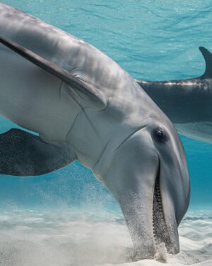 Filipe DeAndrade Instagram - "Dolphins!!!" @filipe_deandrade 🐬🐬🐬🐬🐬
What better animals to start off @unbiodiversity takeover week than #Dolphins.
I've filmed Dolphins around the world for the likes of @natgeo @netflix @disney  @pbsnature @humblebeefilms and many more. I'm OBSESSED! These extraordinary creatures are renowned for their impressive aerial displays, characterized by rapid spins, flips and double back flips...looking at you Pacific white-sided Dolphins. They are highly social animals, often observed in pods engaged in synchronized swimming, mating and hunting. The fascinating dynamics of their interactions reveal the intelligence and strong social bonds. They also play critical roles as apex predators by restoring and keeping balance within their marine community. There are over 40 different species of Dolphins...all unique.
As a wildlife filmmaker fortunate enough to capture their behavior, I am consistently inspired by their grace and adaptability. They belong in the wild with great open spaces to roam and ability to carry out their biological purpose; drive evolution.

#KeepItWild #WorthMoreAlive #StayWild