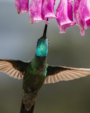 Filipe DeAndrade Instagram - What’s your favorite Hummingbird slide 👇🏽
