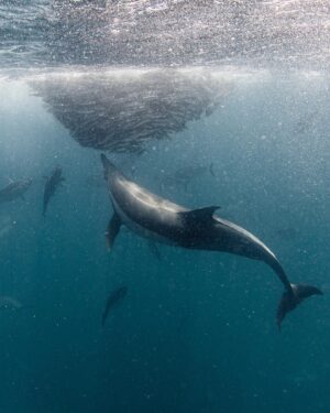 Filipe DeAndrade Instagram - "Dolphins!!!" @filipe_deandrade 🐬🐬🐬🐬🐬
What better animals to start off @unbiodiversity takeover week than #Dolphins.
I've filmed Dolphins around the world for the likes of @natgeo @netflix @disney  @pbsnature @humblebeefilms and many more. I'm OBSESSED! These extraordinary creatures are renowned for their impressive aerial displays, characterized by rapid spins, flips and double back flips...looking at you Pacific white-sided Dolphins. They are highly social animals, often observed in pods engaged in synchronized swimming, mating and hunting. The fascinating dynamics of their interactions reveal the intelligence and strong social bonds. They also play critical roles as apex predators by restoring and keeping balance within their marine community. There are over 40 different species of Dolphins...all unique.
As a wildlife filmmaker fortunate enough to capture their behavior, I am consistently inspired by their grace and adaptability. They belong in the wild with great open spaces to roam and ability to carry out their biological purpose; drive evolution.

#KeepItWild #WorthMoreAlive #StayWild