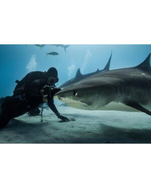 Filipe DeAndrade Instagram - Sometimes on the Shark-abohn (autobahn) highway, you need to redirect traffic. 

In this event, make eye contact, hold your ground, grab your plumbs, touch above the mouth, and send rightward. But if you’ve never driven this road before…

Don't play around with Sharks. Appreciate, admire, preserve, and respect…they’ve been here longer. 

📸 for @natgeo #Staywild