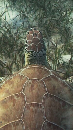 Filipe DeAndrade Instagram - Filmed for @natgeo drop a 🐢 if you Love 🐢’s