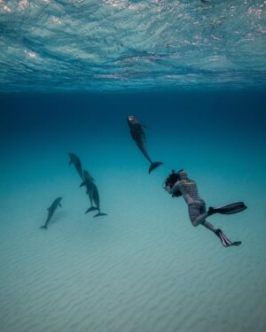 Filipe DeAndrade Instagram - "Dolphins!!!" @filipe_deandrade 🐬🐬🐬🐬🐬
What better animals to start off @unbiodiversity takeover week than #Dolphins.
I've filmed Dolphins around the world for the likes of @natgeo @netflix @disney  @pbsnature @humblebeefilms and many more. I'm OBSESSED! These extraordinary creatures are renowned for their impressive aerial displays, characterized by rapid spins, flips and double back flips...looking at you Pacific white-sided Dolphins. They are highly social animals, often observed in pods engaged in synchronized swimming, mating and hunting. The fascinating dynamics of their interactions reveal the intelligence and strong social bonds. They also play critical roles as apex predators by restoring and keeping balance within their marine community. There are over 40 different species of Dolphins...all unique.
As a wildlife filmmaker fortunate enough to capture their behavior, I am consistently inspired by their grace and adaptability. They belong in the wild with great open spaces to roam and ability to carry out their biological purpose; drive evolution.

#KeepItWild #WorthMoreAlive #StayWild