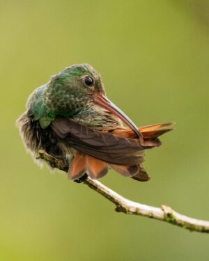Filipe DeAndrade Instagram - What’s your favorite Hummingbird slide 👇🏽