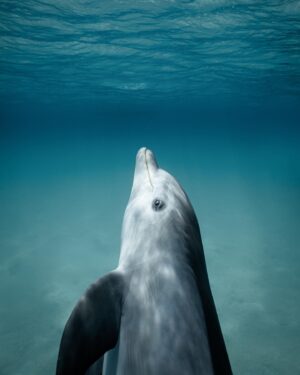 Filipe DeAndrade Instagram - "Dolphins!!!" @filipe_deandrade 🐬🐬🐬🐬🐬
What better animals to start off @unbiodiversity takeover week than #Dolphins.
I've filmed Dolphins around the world for the likes of @natgeo @netflix @disney  @pbsnature @humblebeefilms and many more. I'm OBSESSED! These extraordinary creatures are renowned for their impressive aerial displays, characterized by rapid spins, flips and double back flips...looking at you Pacific white-sided Dolphins. They are highly social animals, often observed in pods engaged in synchronized swimming, mating and hunting. The fascinating dynamics of their interactions reveal the intelligence and strong social bonds. They also play critical roles as apex predators by restoring and keeping balance within their marine community. There are over 40 different species of Dolphins...all unique.
As a wildlife filmmaker fortunate enough to capture their behavior, I am consistently inspired by their grace and adaptability. They belong in the wild with great open spaces to roam and ability to carry out their biological purpose; drive evolution.

#KeepItWild #WorthMoreAlive #StayWild