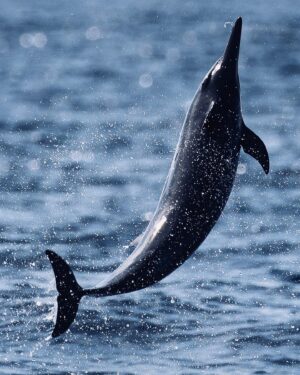 Filipe DeAndrade Instagram - "Dolphins!!!" @filipe_deandrade 🐬🐬🐬🐬🐬
What better animals to start off @unbiodiversity takeover week than #Dolphins.
I've filmed Dolphins around the world for the likes of @natgeo @netflix @disney  @pbsnature @humblebeefilms and many more. I'm OBSESSED! These extraordinary creatures are renowned for their impressive aerial displays, characterized by rapid spins, flips and double back flips...looking at you Pacific white-sided Dolphins. They are highly social animals, often observed in pods engaged in synchronized swimming, mating and hunting. The fascinating dynamics of their interactions reveal the intelligence and strong social bonds. They also play critical roles as apex predators by restoring and keeping balance within their marine community. There are over 40 different species of Dolphins...all unique.
As a wildlife filmmaker fortunate enough to capture their behavior, I am consistently inspired by their grace and adaptability. They belong in the wild with great open spaces to roam and ability to carry out their biological purpose; drive evolution.

#KeepItWild #WorthMoreAlive #StayWild