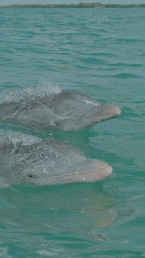 Filipe DeAndrade Instagram - “Dolphins!!!” @filipe_deandrade 🐬🐬🐬🐬🐬
What better animals to start off @unbiodiversity takeover than #Dolphins.
I’ve filmed Dolphins around the world for the likes of @natgeo @netflix @disney  @pbsnature @humblebeefilms and many more. I’m OBSESSED! These extraordinary creatures are renowned for their impressive aerial displays, characterized by rapid spins, flips and double back flips...looking at you Pacific white-sided Dolphins. They are highly social animals, often observed in pods engaged in synchronized swimming, mating and hunting. The fascinating dynamics of their interactions reveal the intelligence and strong social bonds. They also play critical roles as apex predators by restoring and keeping balance within their marine community. There are over 40 different species of Dolphins...all unique.
As a wildlife filmmaker fortunate enough to capture their behavior, I am consistently inspired by their grace and adaptability. They belong in the wild with great open spaces to roam and ability to carry out their biological purpose; drive evolution .

#KeepItWild #WorthMoreAlive #StayWild