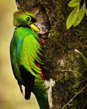 Filipe DeAndrade Instagram - Raise your arm if wildlife gives your soul jazz hands🙋

I'm @filipe_deandrade
Filmmaker & @natgeo Explorer and photographer - Join me and experience the wonders of biodiversity in this week's UN Biodiversity Week where we'll explore amazing nature from Jaguars, Dolphins, Monkeys, Hummingbirds and a Brasilian obsessed with all things wild (me). Let's celebrate the power of our natural world, inspire, connect, and preserve together. Also...I capitalize all animals because of their importance.

#KeepItWild #WorthMoreAlive #StayWild