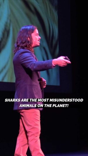 Filipe DeAndrade Instagram - I said it & will continue to say it! 🦈 

#StayWild