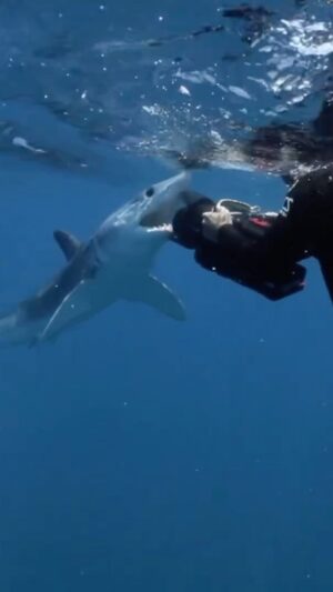 Filipe DeAndrade Instagram - Welcome to my office! An incredible place where untamed nature rules & I am humbled! 

What I’ve seen over the past days … INSANE. 

Even saw a wild @maike_heide diving under a deceased whale. Nature takes but it also gives. Sharks will feed for a while then the Whale will sink and continue to provide for countless species on the ocean floor. Circle of life. 

#StayWild