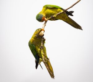 Filipe DeAndrade Instagram - Join us in celebrating #WorldEnvironmentalDay.

This year, more than ever, our planet needs tender love and care.

We believe every howler needs its tree, every parakeet needs its lover and every squirrel needs its nut.

Images by @filipe_deandrade at @reservaconchal

 #OurLandOurFuture #GenerationRestoration #NatureForAll #ReservaConchal #CostaRica