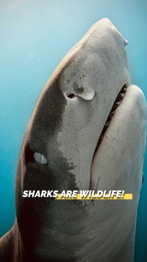Filipe DeAndrade Instagram - 🇨🇷🦈 CALL TO ACTION COSTA RICA! 

Let’s rally! It’s time for the Costa Rican government to recognize sharks as wildlife and to protect these critically endangered species once & for all! 

#StayWild