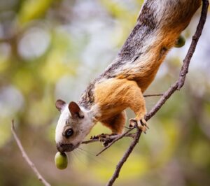 Filipe DeAndrade Instagram - Join us in celebrating #WorldEnvironmentalDay.

This year, more than ever, our planet needs tender love and care.

We believe every howler needs its tree, every parakeet needs its lover and every squirrel needs its nut.

Images by @filipe_deandrade at @reservaconchal

 #OurLandOurFuture #GenerationRestoration #NatureForAll #ReservaConchal #CostaRica