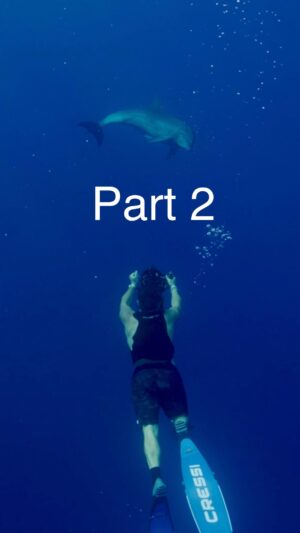 Filipe DeAndrade Instagram - PART 2 Animal > People 🐬

This is what I was talking about in my last post. Every single wild animal that has imprinted on me I think about often. Whether its an interaction that lasted seconds or spanned years, there’s something about a wild animal which forged itself into the deep layers of my consciousness and wont allow me to forget. Ive traveled around the globe just to visit specific individual animals, not just the specie. The connection Ive had with animals my entire life just seems to flow, make sense and evolve. With humans, it requires more effort. And don’t get me wrong I know its a selfish endeavor and 99.9% of the time the animal could care less. But when one does take an interest, like this massive Bottlenose did…those are the moments that take up the most real estate in my dream world.