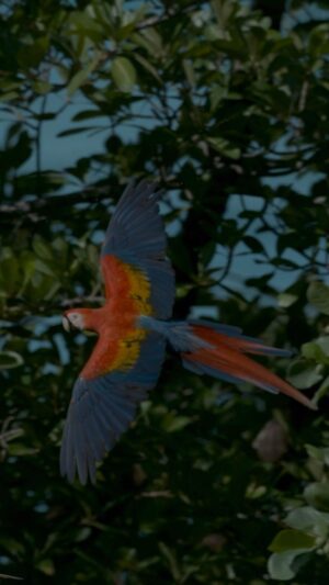 Filipe DeAndrade Instagram - Drop a 🦜 if animals are your people too. 

Filmed for @pbsnature