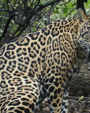 Filipe DeAndrade Instagram - It’s one of the most humbling moments I have EVER experienced. Being amongst predators will make you understand that nature is in charge no matter how much the human species believes that we are. 

She is my inspiration, teacher & force! 

#KeepItWild 🐆🤘🏼