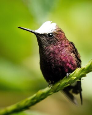 Filipe DeAndrade Instagram - "Avian ninjas with swords attached to their face" - @filipe_deandrade 🥷🗡️
Hummingbirds, the enchanting jewels of the avian world, reveal a mesmerizing variety of species in the breathtaking landscapes of Costa Rica. These tiny powerhouses play a crucial role in our ecosystems, their presence reverberating far beyond their size. As we recently launched "The Hummingbird Effect" on @PBSNature and @terramater, I am delighted to share their captivating stories with you.
In Costa Rica, a haven for biodiversity, #Hummingbirds grace the tropical forests with their vibrant plumage and kinetic energy. These remarkable birds, with their unique ability to hover and fly in all directions, are key pollinators, ensuring the reproduction of countless plant species. Their slender bills, specially adapted for accessing nectar, allow them to delve deep into flowers, forming a vital connection between flora and fauna.
"The Hummingbird Effect" (produced by @filipe_deandfrade @coneflower_studios @black.licorice) on @PBSNature provides a window into the extraordinary lives of these feathered wonders, unraveling their remarkable behaviors, epic migrations, and the delicate dance between their survival and our actions. Through this documentary, we gain a deeper understanding of the intricate harmony Hummingbirds bring to our natural world.
By appreciating the beauty and significance of Hummingbirds, we embrace our role as stewards of nature. Let us protect their habitats, foster gardens rich in native plants, and champion conservation efforts to secure a future where these avian ninjas thrive.

#KeepItWild #WorthMoreAlive #StayWild