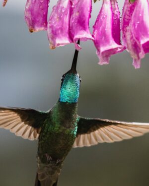 Filipe DeAndrade Instagram - "Avian ninjas with swords attached to their face" - @filipe_deandrade 🥷🗡️
Hummingbirds, the enchanting jewels of the avian world, reveal a mesmerizing variety of species in the breathtaking landscapes of Costa Rica. These tiny powerhouses play a crucial role in our ecosystems, their presence reverberating far beyond their size. As we recently launched "The Hummingbird Effect" on @PBSNature and @terramater, I am delighted to share their captivating stories with you.
In Costa Rica, a haven for biodiversity, #Hummingbirds grace the tropical forests with their vibrant plumage and kinetic energy. These remarkable birds, with their unique ability to hover and fly in all directions, are key pollinators, ensuring the reproduction of countless plant species. Their slender bills, specially adapted for accessing nectar, allow them to delve deep into flowers, forming a vital connection between flora and fauna.
"The Hummingbird Effect" (produced by @filipe_deandfrade @coneflower_studios @black.licorice) on @PBSNature provides a window into the extraordinary lives of these feathered wonders, unraveling their remarkable behaviors, epic migrations, and the delicate dance between their survival and our actions. Through this documentary, we gain a deeper understanding of the intricate harmony Hummingbirds bring to our natural world.
By appreciating the beauty and significance of Hummingbirds, we embrace our role as stewards of nature. Let us protect their habitats, foster gardens rich in native plants, and champion conservation efforts to secure a future where these avian ninjas thrive.

#KeepItWild #WorthMoreAlive #StayWild