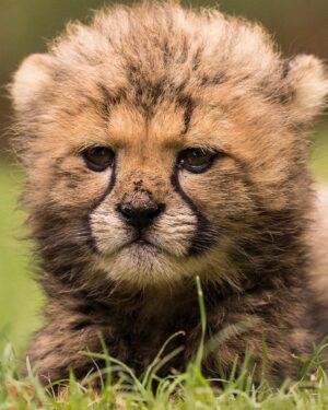 Filipe DeAndrade Instagram - Just what you needed today! BABY CHEETAAAAH! 

…, but this image also resembles an incredible assignment that still today has been one of my favorites and has me longing to return to Africa at the soonest! 

#StayWild 🤘🏼
