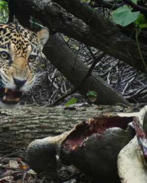 Filipe DeAndrade Instagram - It’s one of the most humbling moments I have EVER experienced. Being amongst predators will make you understand that nature is in charge no matter how much the human species believes that we are. 

She is my inspiration, teacher & force! 

#KeepItWild 🐆🤘🏼
