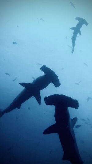 Filipe DeAndrade Instagram - Hammerheads are superheroes don’t @me. 

Filmed in Cocos Island, Costa Rica for @natgeo. 

#sharksrwildlife  #metroboomin