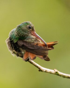 Filipe DeAndrade Instagram - "Avian ninjas with swords attached to their face" - @filipe_deandrade 🥷🗡️
Hummingbirds, the enchanting jewels of the avian world, reveal a mesmerizing variety of species in the breathtaking landscapes of Costa Rica. These tiny powerhouses play a crucial role in our ecosystems, their presence reverberating far beyond their size. As we recently launched "The Hummingbird Effect" on @PBSNature and @terramater, I am delighted to share their captivating stories with you.
In Costa Rica, a haven for biodiversity, #Hummingbirds grace the tropical forests with their vibrant plumage and kinetic energy. These remarkable birds, with their unique ability to hover and fly in all directions, are key pollinators, ensuring the reproduction of countless plant species. Their slender bills, specially adapted for accessing nectar, allow them to delve deep into flowers, forming a vital connection between flora and fauna.
"The Hummingbird Effect" (produced by @filipe_deandfrade @coneflower_studios @black.licorice) on @PBSNature provides a window into the extraordinary lives of these feathered wonders, unraveling their remarkable behaviors, epic migrations, and the delicate dance between their survival and our actions. Through this documentary, we gain a deeper understanding of the intricate harmony Hummingbirds bring to our natural world.
By appreciating the beauty and significance of Hummingbirds, we embrace our role as stewards of nature. Let us protect their habitats, foster gardens rich in native plants, and champion conservation efforts to secure a future where these avian ninjas thrive.

#KeepItWild #WorthMoreAlive #StayWild