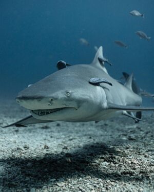 Filipe DeAndrade Instagram - Say “teethhhh” 😬 Benefits of being a Nat Geo photographer! Even this fellow can’t resist to show off its toothy smile for the camara! 

Update! In Costa Rica we are still fighting for sharks to be considered wildlife. Follow the legend @randall_arauz & @dia_azul_cr for news about the progress! 

#StayWild