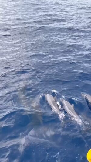 Filippo Magnini Instagram - Bye bye Maldive 🏝️ 
Ci salutano anche i DELFINI🐬
.
.
.
@constancehotels #MyConstanceMoment 
#TrueIndianOcean @gattinonitravel 
#supplied #family