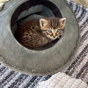 Filiz Taçbaş Instagram - En güzel yatacak yerini hazırladım , ısrarla geldi şapkamın içinde uyuyor 😍🥰 🐾 

#tekir #cats #hayvansahiplenme