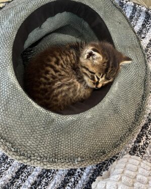 Filiz Taçbaş Instagram - En güzel yatacak yerini hazırladım , ısrarla geldi şapkamın içinde uyuyor 😍🥰 🐾 

#tekir #cats #hayvansahiplenme