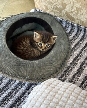Filiz Taçbaş Instagram - En güzel yatacak yerini hazırladım , ısrarla geldi şapkamın içinde uyuyor 😍🥰 🐾 

#tekir #cats #hayvansahiplenme