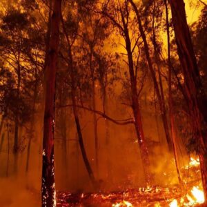 Finn Wittrock Instagram - Support Australia. From my great friend @jaicourtney ・・・
AUSTRALIA IS BURNING. And it’s getting worse. People have died. More are missing. Thousands of homes have been lost. Tens of thousands of people are displaced. 15million acres of land have been burned (23,000sq miles) killing and destroying the habitats of thousands of species of wildlife and wiping out a total area way bigger than New York City. For perspective - That’s 7 times larger than the Amazon fires and 3 times larger than the 2018 blazes in California. If you want to help, PLEASE do. Give anything. Links in my bio to @redcrossau bushfire appeal but it’s SO easy to get online and decide how you want to help. Thank you to brave souls battling this apocalyptic mayhem. Awe, respect, nothin but love. @nswrfs @cfavic @qldfire @sa_countryfireservice @dfes_wa @wireswildliferescue @wwf_australia @portmacquariekoalahospital @salvosau @redcrossau #fires #bushfires #australianfires #australia