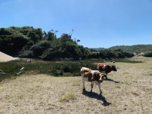 Francisca Alegría Instagram - LA VACA 
Día mágico
#locationscout