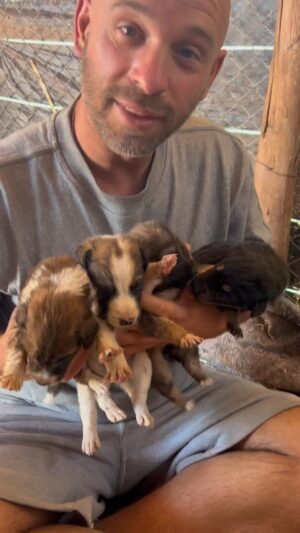 Franck Gastambide Instagram - Je pensais avoir fini ma mission sauvetage de chiens mais j’ai eu cette surprise le jour de mon départ du Maroc ! Ces chiots cherchent une famille , ils sont au refuges @nos_amis_pour_la_vie à Marrakech! ❤️🐶🙏🏼