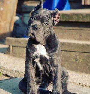 Frank Grillo Instagram - #canecorso  Trying to find one of these beauties. If you have any info on breeders or are one DM me. 💪