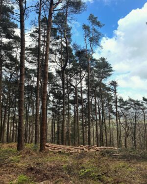 Fred Sirieix Instagram - Back from a spectacular 15kms walk in the Surrey hills. Can you guess where from the pictures? What beautiful and tranquil countryside. The clean air and sounds of the forest is such a good way to clear your head and open the appetite. Left over #beefbourguignon with roast potatoes tonight 😋