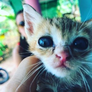 Freddie Thorp Instagram - When a little kitty can fit on the palm of your hand 🙈☺️